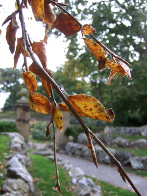 DSCF0479pp.jpg