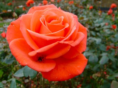 2015-10-25 11:25