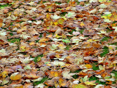 Carpet of leaves 2