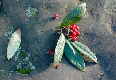 winter still life