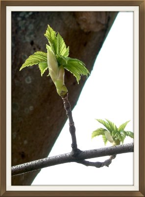 Spring foliage