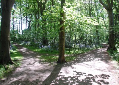 I shall be telling this with a sigh
somewhere ages and ages hence
Two roads diverged in a Wood, and I-
I took the one less travelled by
And that has made all the difference.
Robert Frost : The Road not taken.