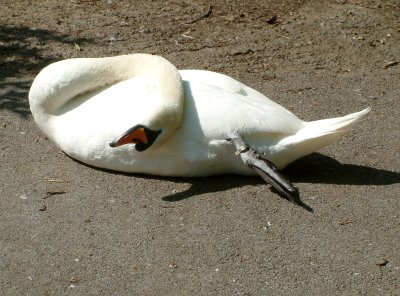 Contortionist Swan !