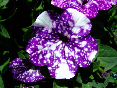 DSCF0657.JPG