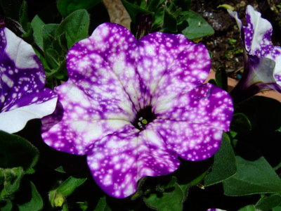 DSCF0659.JPG