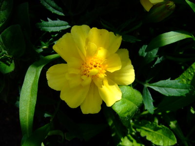 DSCF0661.JPG