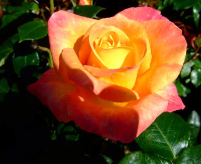 DSCF0692.JPG