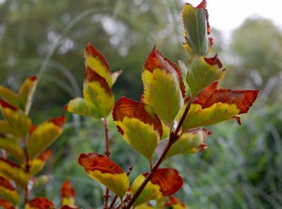 The turn of the leaf