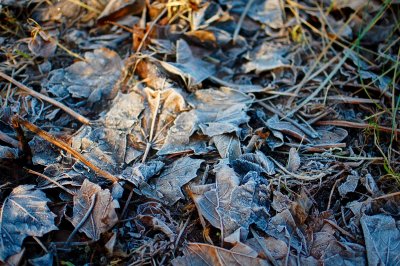 Frost on fallen leaves