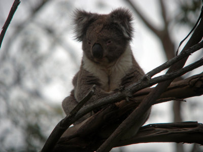 Australien och Nya Kaledonien 2013