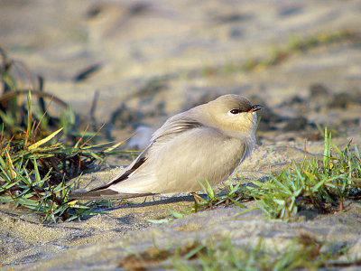 Little Pratincole