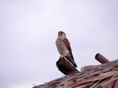 Madagascar Kestrel