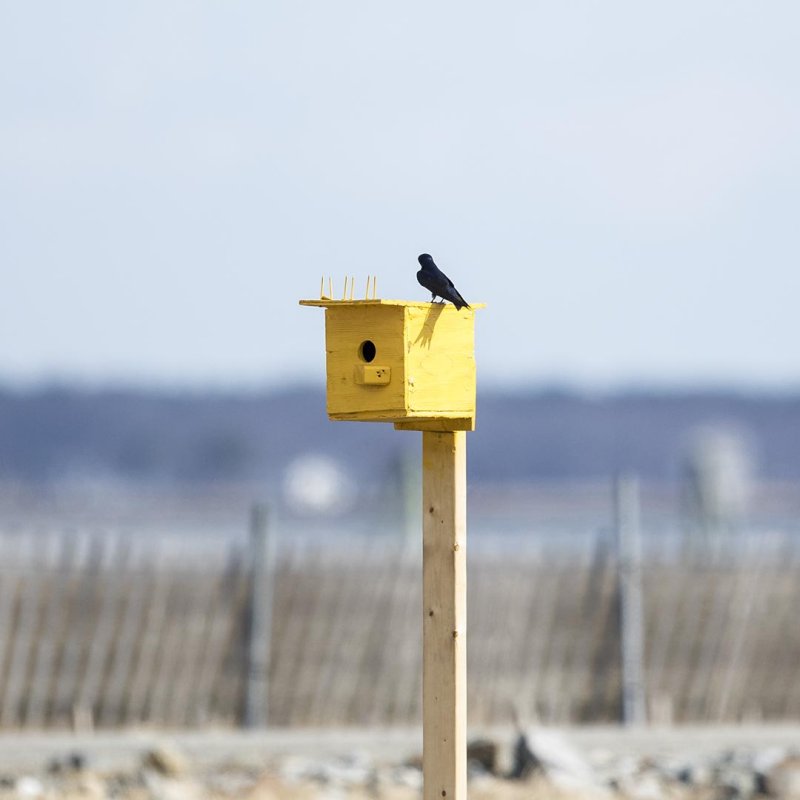 Purple Martin (Progne subis), at new yellow box, Cross Beach Road, Seabrook, NH
