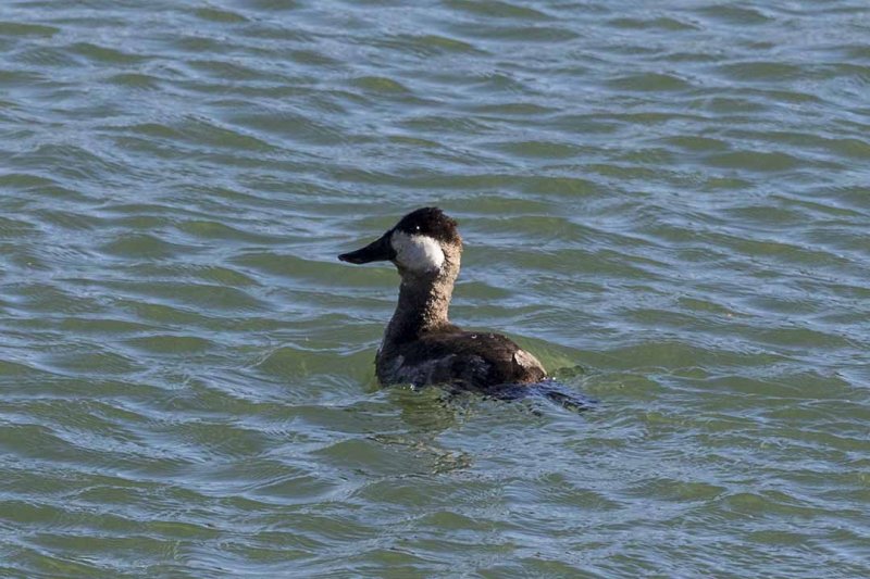 Ruddy Duck (Oxyura jamaicensis), Cherry Hill Reservoir, West Newbury, MA