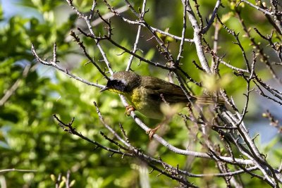 Common Yellowthroat (Geothlypis trichas), Parker River NWR, Rowley. MA