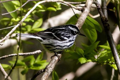 Black-and-White Warbler (Mniotilta varia), Parker River NWR, Rowley, MA