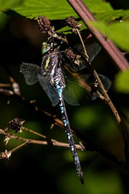 Green-striped Darner (Aeshna verticalis) (male), Deer Hill Wildlife Management Area, Brentwood, NH