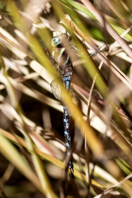 Lance-tipped Darner (Aeshna constricta) (male), Deer Hill Wildlife Management Area, Brentwood, NH