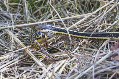 Garter Snake (Thamnophis sirtalis) devouring a Pickerel Frog (Rana palustris), Deer Hill Wildlife Management Area, Brentwood, NH