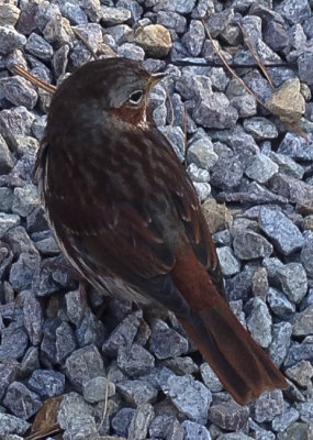Fox Sparrow, (Red - Eastern subspecies) (Passerella iliaca), East Kingston, NH