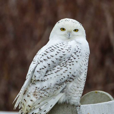 Snowy Owl (Bubo scandiacus), Rye Harbor State Park, Rye, NH