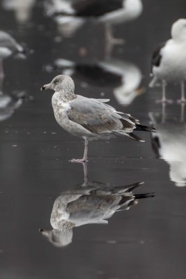 2nd winter Thayer's Gull (Larus thayeri) or Nelson's Gull (Herring x Glaucous hybrid), Eel Pond, Rye, NH