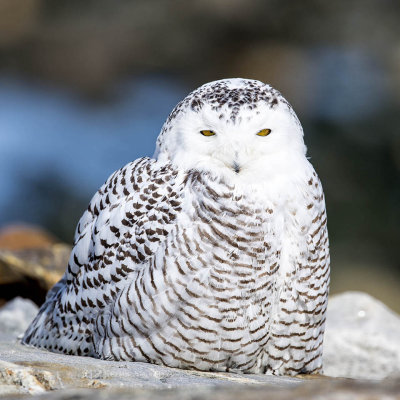 Snowy Owl (Bubo scandiacus), Ragged Neck, Rye, NH