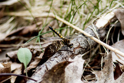 Hudsonian Whiteface (Leucorrhinia hudsonica) (Juvenile), Deer Hill Wildlife Management Area, Brentwood, NH