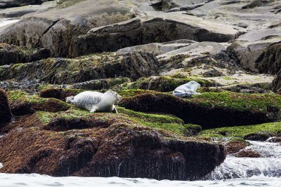 Western Atlantic Harbor Seals (Phoca vitulina concolor), Boon Island, ME