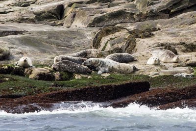 Grey Seal (Halichoerus grypus) and Western Atlantic Harbor Seals (Phoca vitulina concolor), Boon Island, ME