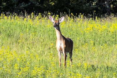 Virginia Whitetail Deer (male) (Odocoileus virginianus), Deer Hill WMA, Brentwood, NH