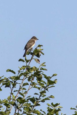 Willow Flycatcher (Empidonax trailii), Deer Hill WMA, Brentwood, NH