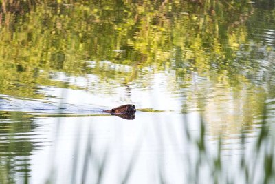 North American Beaver (Castor canadensis), Deer Hill WMA, Brentwood, NH