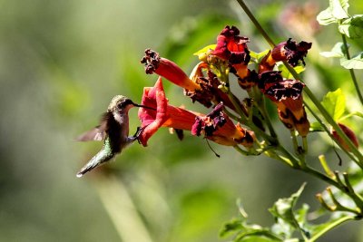 Ruby-throated Hummingbird (Archilochus colubris), East Kingston, NH