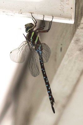 Black-tipped Darner (female) (Aeshna tuberculifera), East Kingston, NH