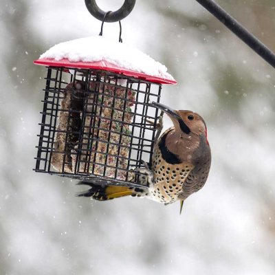 Northern Flicker (Colaptes auratus), East Kingston, NH
