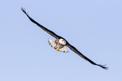 Bald Eagle (Haliaeetus leucocephalus), East Kingston, NH