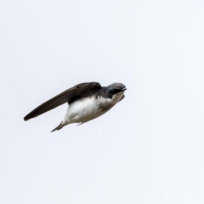 Tree Swallow (Tachycineta bicolor), Seabrook, NH