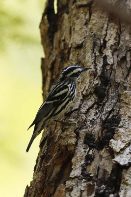 Black-and-White Warbler (Mniotilta varia), Darby Brook Conservation Area, Hampstead, NH