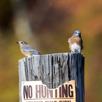 Eastern Bluebirds (Sialia sialis), Mill Road WMA, Lee, NH
