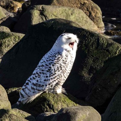 Snowy Owl (Bubo scandiacus), Rye Harbor State Park, Rye,NH
