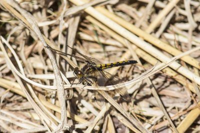 Hudsonian Whiteface (Leucorrhinia hudsonica), Deer Hill Wildlife Management Area, Brentwood, NH