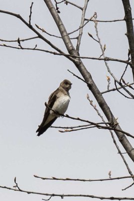Northern Rough-winged Swallow (Stelgidopteryx serripennis), Powder House Pond, Exeter, NH