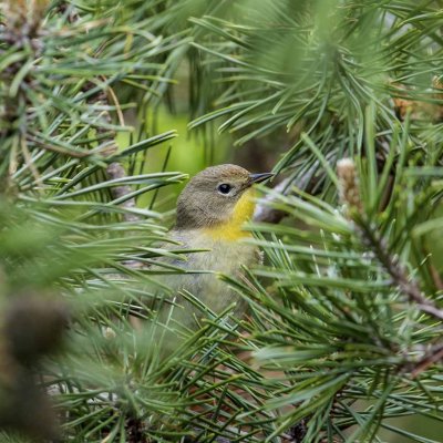 Common Yellowthroat (female) (Geothlypis trichas), Odiorne State Park, Rye, NH