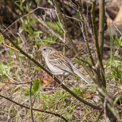 Field Sparrow (Spizella pusilla), Reservation Road, Deerfield, NH