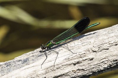 River Jewelwing (male) (Calopteryx aequabilis), Exeter River, Exeter, NH