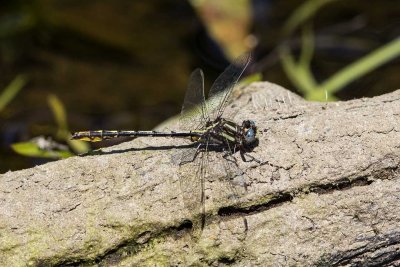 Clubtail sp (male) (Gomphus), Exeter River, Exeter, NH