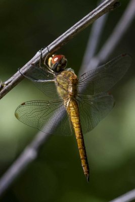 Wandering Glider (Pantala flavascens), Deer Hill WMA, Brentwood,NH