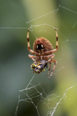 Spotted Orb Weaver (Neoscana crucifera), East Kingston, NH