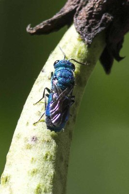 Blue Cuckoo Wasp (Chrysis), East Kingston, NH